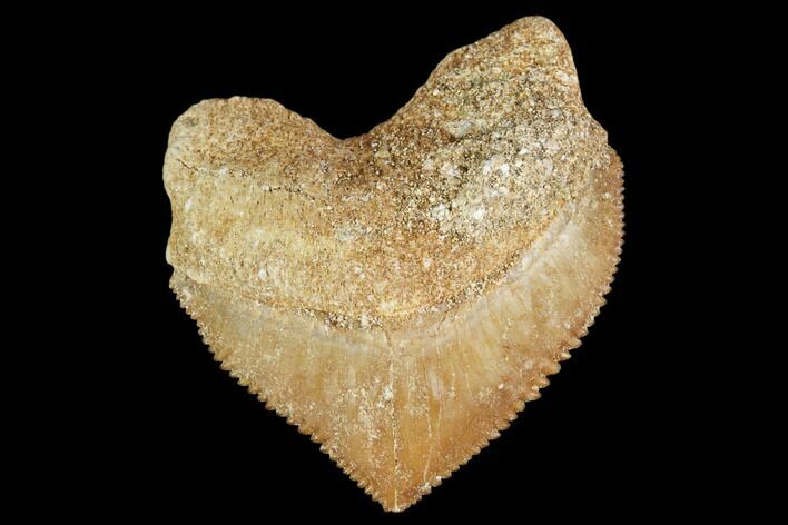 Fossil Crow Shark (Squalicorax) Tooth- Morocco #110069
